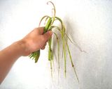 イタドリの天ぷら&皮茶&油炒め作り方2写真