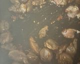 やみつき砂肝😋作り方4写真