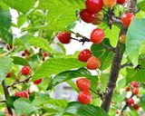 まるでフルーツ♪濃厚贅沢トマトジャム🍅作り方9写真