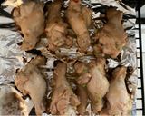 簡単！ネギダレが絶品！手羽元のグリル焼き作り方6写真