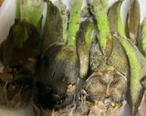 簡単　タラの芽たらこ和え作り方1写真