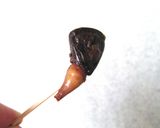 鰹(心臓 刺身 たたき 一夜干 南蛮漬)作り方4写真