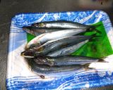 自家製アンチョビ作り方1写真