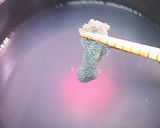 ボタンエビの冷やし麺作り方4写真