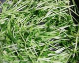 安価でスピーディ◎豆苗のにんにく炒め作り方5写真