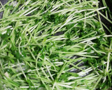 安価でスピーディ◎豆苗のにんにく炒め作り方5写真