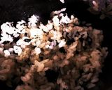 【材料これだけ】超簡単 ぶた丼作り方9写真