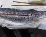 釣ったスズキをトマト缶で焼き煮作り方1写真