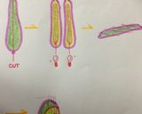 きゅうりの味噌マヨサラダ作り方1写真