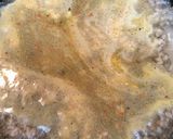 夏にピリ辛☆担々ラーメン作り方2写真