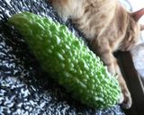 味噌がミソ！ゴーヤで白和え作り方1写真