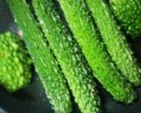 ゴーヤボード作り方5写真
