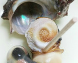 だし昆布入り☆さざえのすまし汁♪作り方7写真