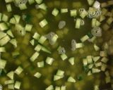 緑茶寒天寄せ☆長芋とキュウリで作り方4写真