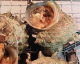 母の味☆うちのサザエのつぼ焼きは味噌味♪作り方15写真