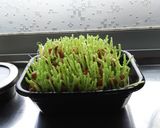 エコ＋節約＋夏休みの自由研究＝無限豆苗！作り方1写真