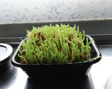 エコ＋節約＋夏休みの自由研究＝無限豆苗！作り方1写真