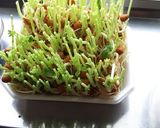 エコ＋節約＋夏休みの自由研究＝無限豆苗！作り方2写真