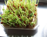 エコ＋節約＋夏休みの自由研究＝無限豆苗！作り方2写真