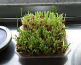 エコ＋節約＋夏休みの自由研究＝無限豆苗！作り方3写真