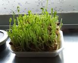 エコ＋節約＋夏休みの自由研究＝無限豆苗！作り方4写真