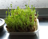 エコ＋節約＋夏休みの自由研究＝無限豆苗！作り方4写真