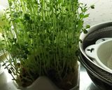 エコ＋節約＋夏休みの自由研究＝無限豆苗！作り方7写真
