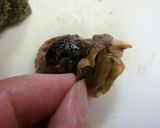 サザエのつぼ焼きエスカルゴ風☆作り方5写真