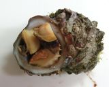サザエのつぼ焼きエスカルゴ風☆作り方10写真