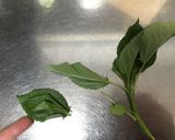 モロヘイヤ納豆作り方1写真