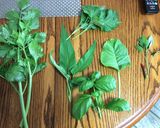 庭の野菜で作るひやむぎ作り方1写真