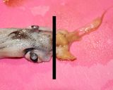 旦那レシピ・冷蔵庫でイカ（魚）の一夜干し作り方5写真