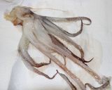 旦那レシピ・冷蔵庫でイカ（魚）の一夜干し作り方14写真