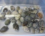 海鮮トマトパッツァ作り方1写真