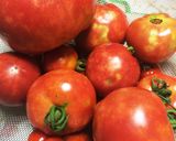 フレッシュトマトで自家製トマトソース作り方1写真