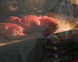 かにぱん(フランスパン)作り方25写真