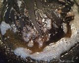 焦がしバターとレモンのドレッシング作り方1写真