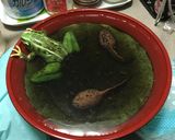 洋菓子細工☆蛙のレアチーズケーキ※グロ注作り方28写真