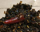 紫蘇の実と生姜の佃煮☆作り方7写真