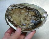 磯の香♪あわびのお刺身作り方1写真