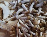 白菜ときのこ 鶏ささみのトマト味噌煮込み作り方3写真
