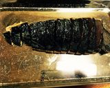 カツオの鍋照り焼き作り方1写真