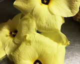 簡単！オクラの花の生ハムサラダ作り方1写真