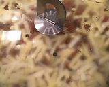 たっぷり夏野菜のミートソース焼き作り方8写真
