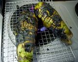 とろっと生姜をきかせた焼きナスのあんかけ作り方2写真