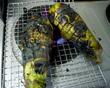 とろっと生姜をきかせた焼きナスのあんかけ作り方2写真