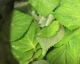 エゴマの葉の醤油漬け作り方1写真