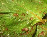 エゴマの葉の醤油漬け作り方6写真