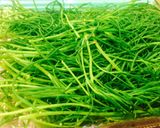 簡単5分健康UP↑おかひじきの納豆和え♬作り方1写真