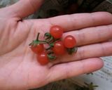 どこにでもあるサラダです作り方4写真